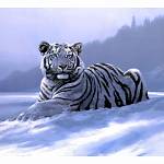 "Белый тигр" 50*40см арт.65001 Картина стразами